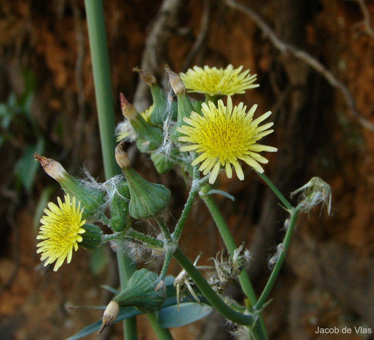 Sonchus oleraceus L.